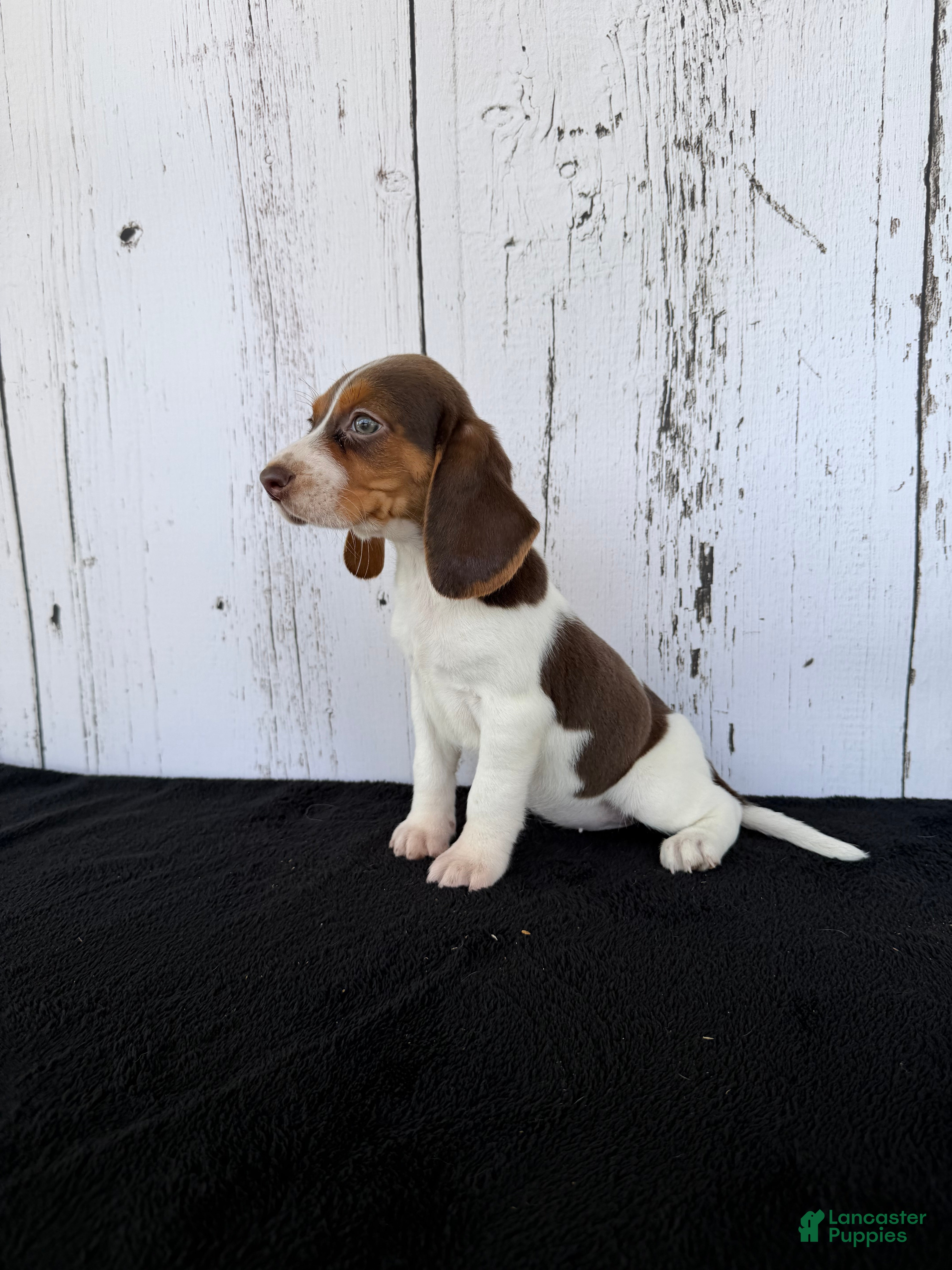 Beagle dogs Buster  - Ad 2