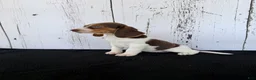 Beagle dogs for sale: Buster  - Ad 2