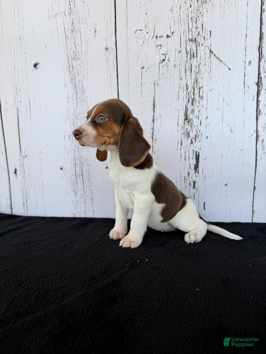 Beagle dogs for sale: Buster  - Ad 2