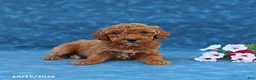 Mini Goldendoodle dogs for sale: Pumpkin - Ad 3