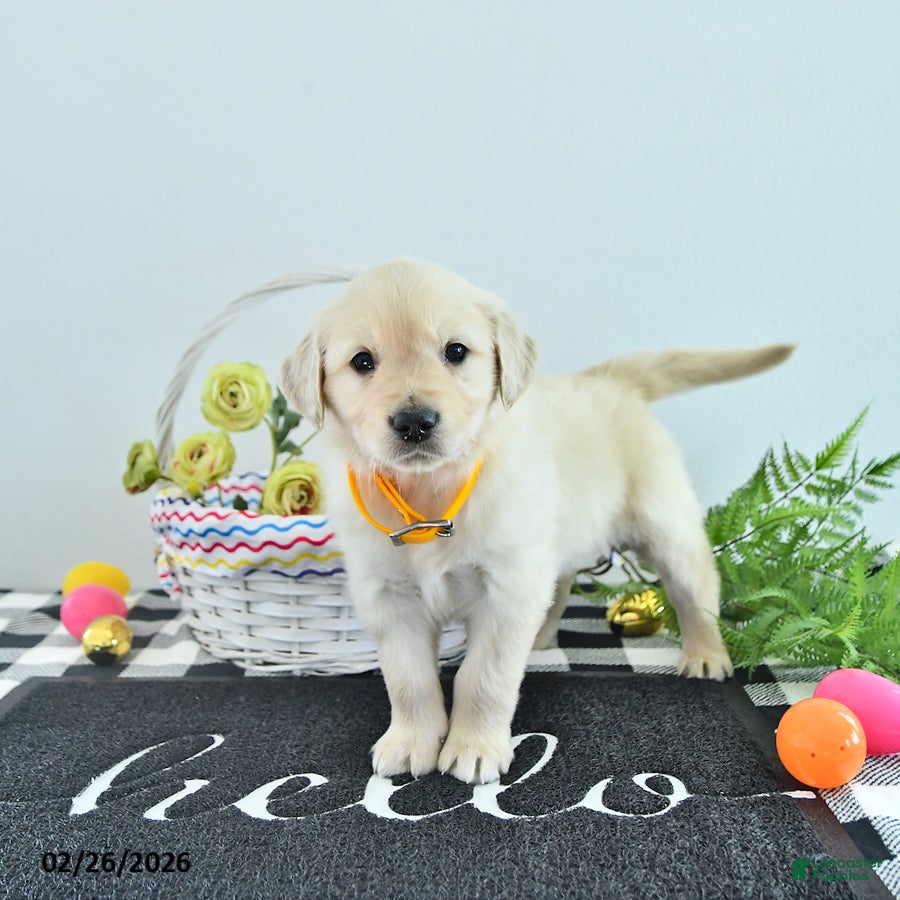 Golden Retriever dogs for sale: Mario - Ad 2
