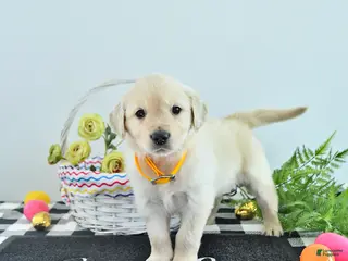 Golden Retriever dogs for sale: Mario - Ad 2