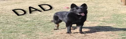 German Shepherd dogs for sale: Denzel  - Ad 20