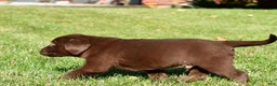 Labrador Retriever dogs for sale: Shawn - Ad 9