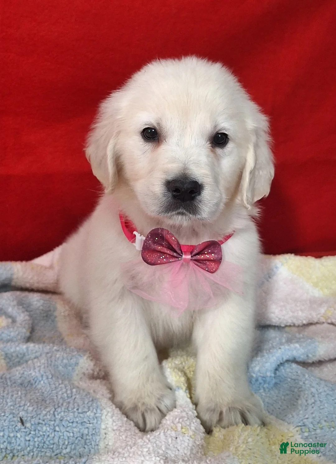Golden Retriever dogs for sale: Brooklyn - Ad 3