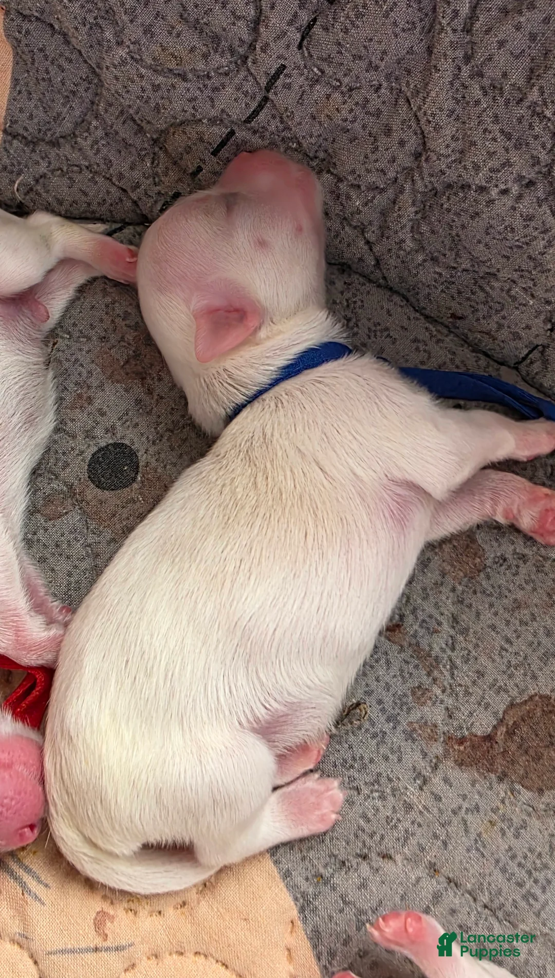 Maltese dogs for sale: Casper - Ad 1