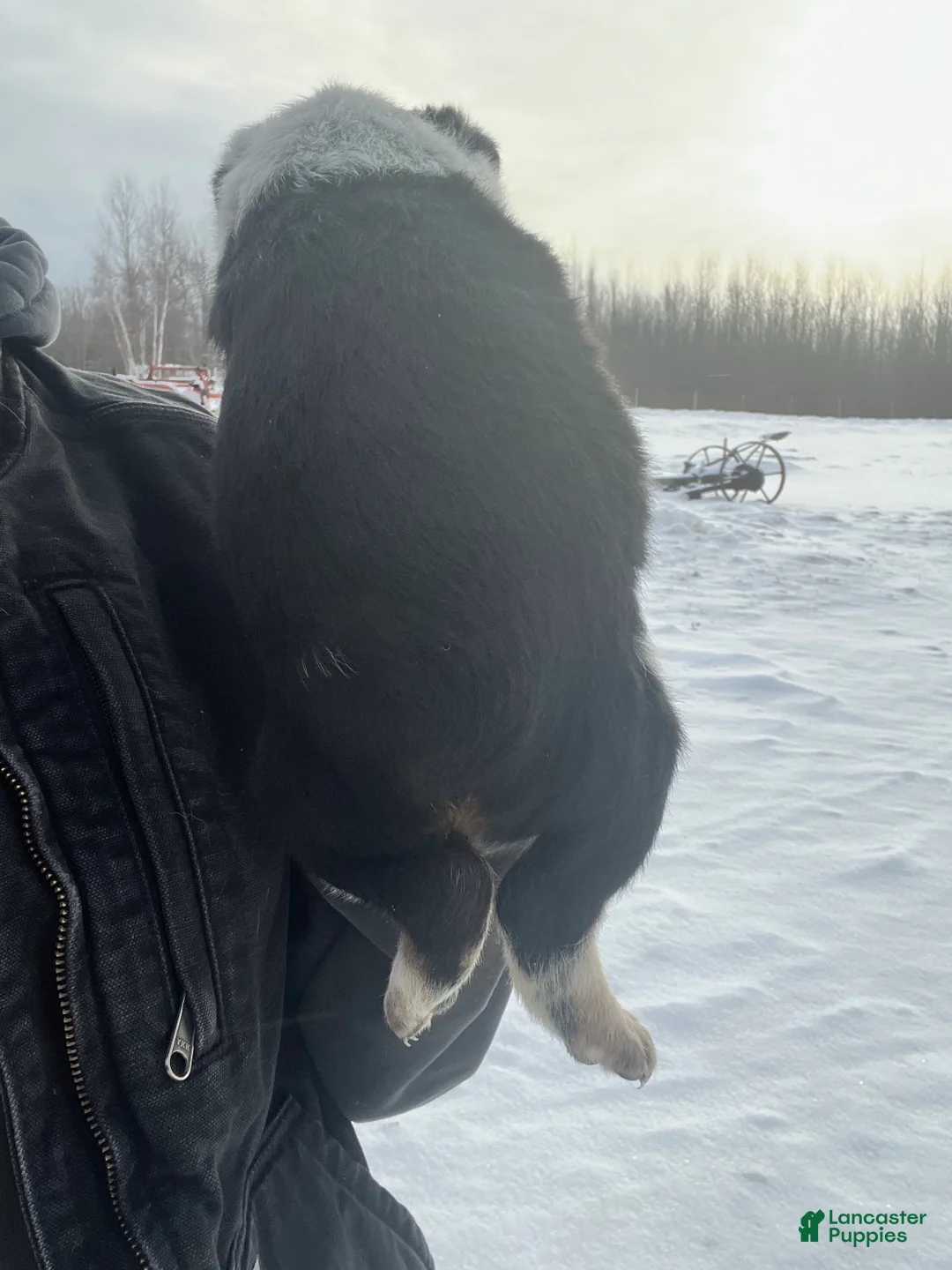 Australian Cattle Dog dogs for sale: Nellie - Ad 2