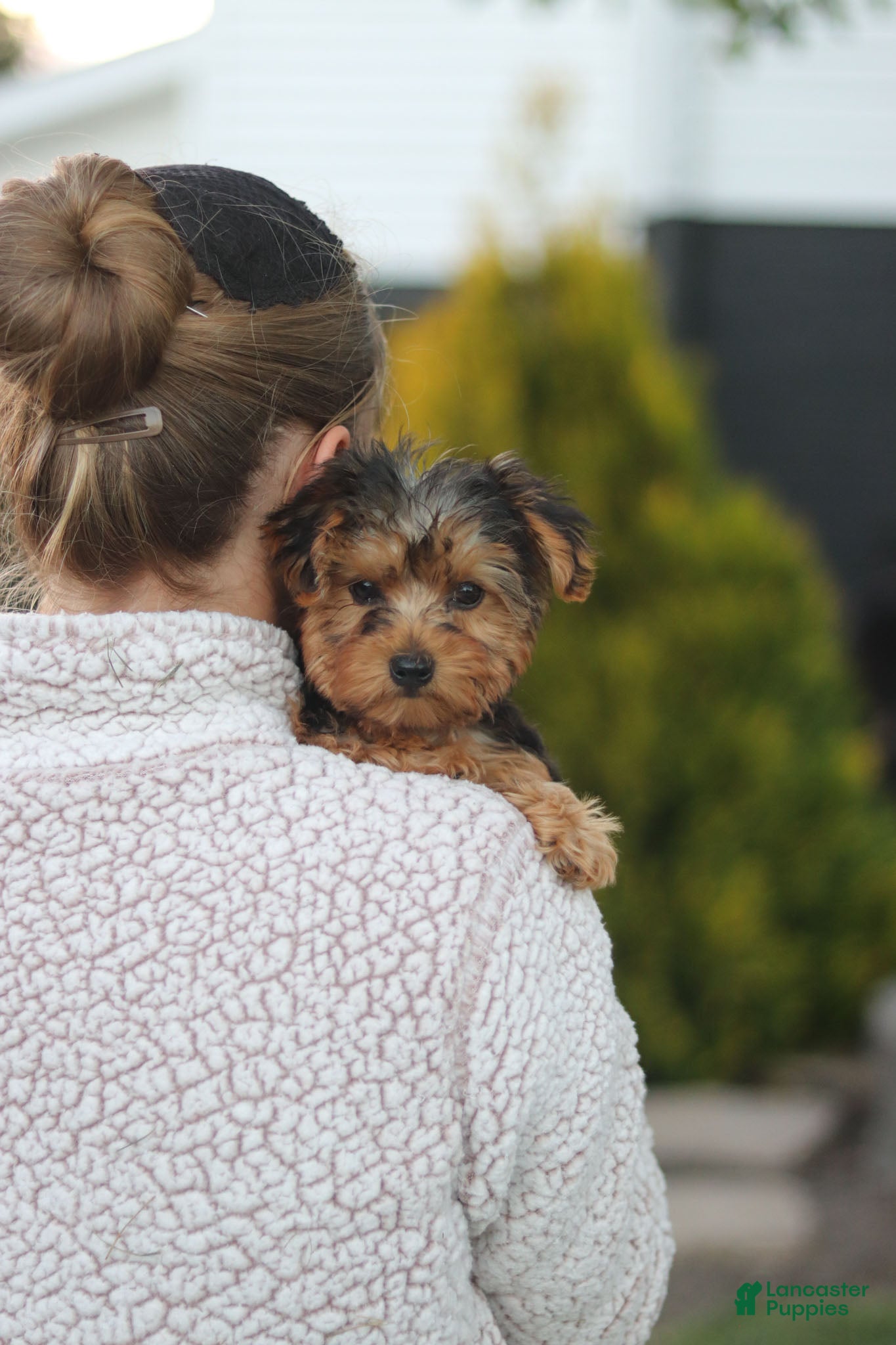Yorkiepoo dogs Beckham - Ad 2