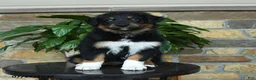 Australian Shepherd dogs for sale: Mariah - Ad 4