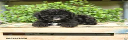 Cockapoo dogs for sale: Midnght - Ad 3