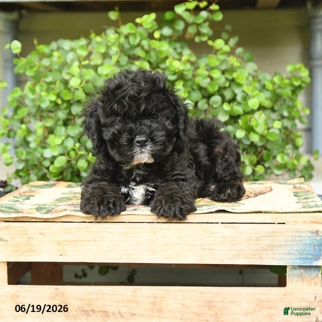 Cockapoo dogs for sale: Midnght - Ad 3