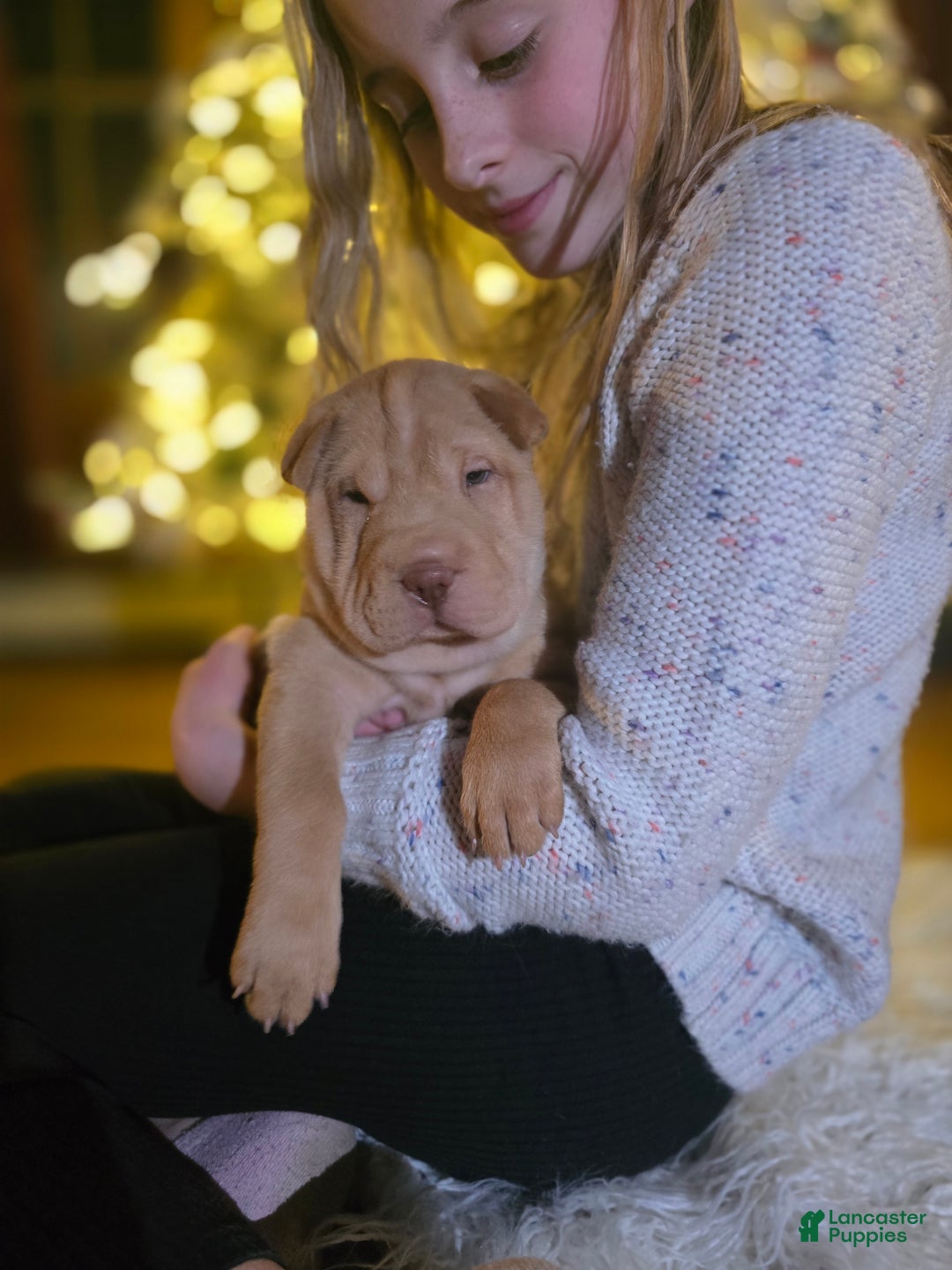 Shar Pei dogs for sale: RED - Ad 6