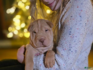 Shar Pei dogs Nala - Ad 12