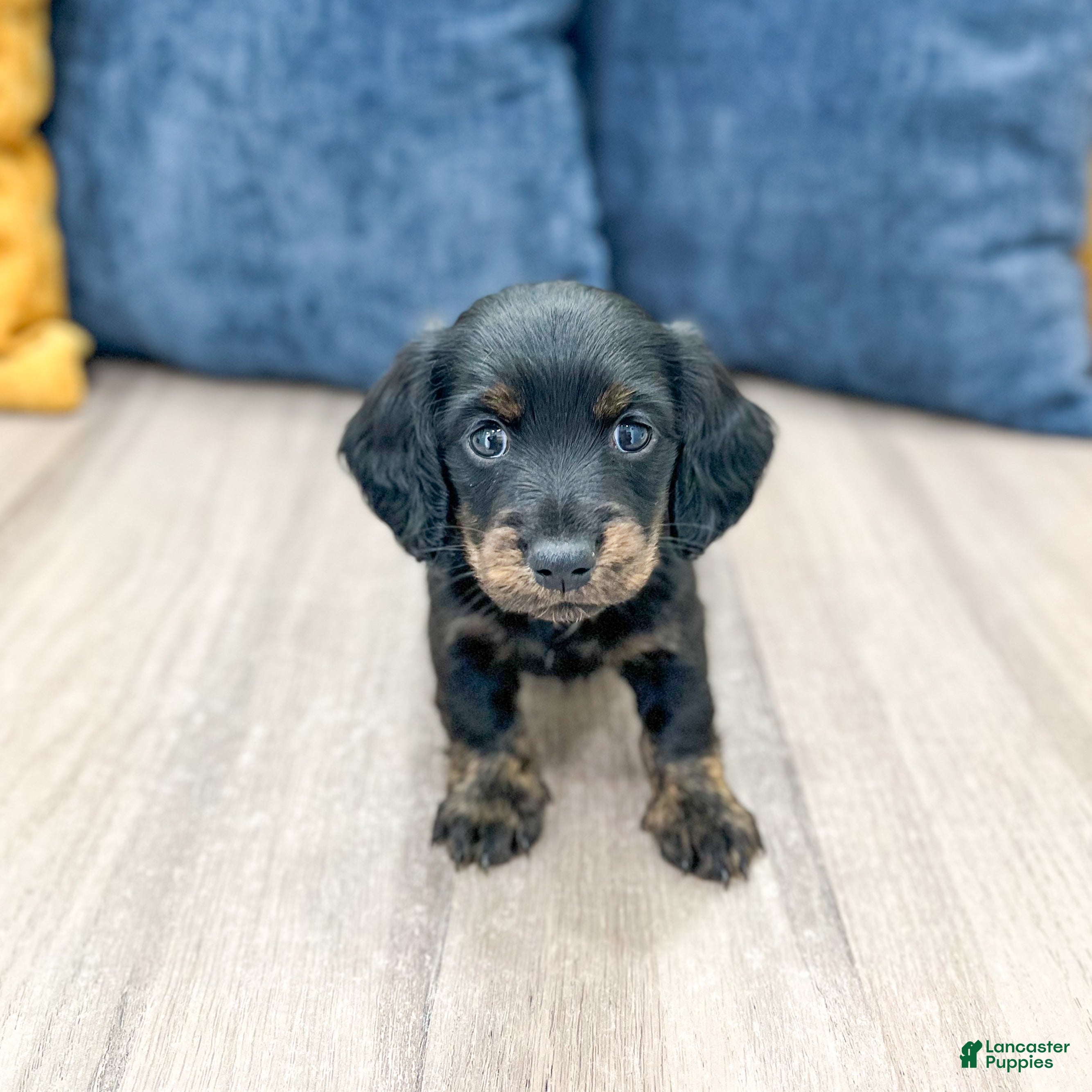 Miniature Dachshund dogs Jack - Ad 1