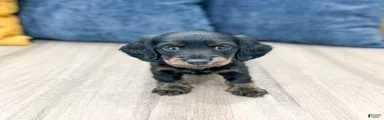 Jack