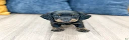 Miniature Dachshund dogs for sale: Jack - Ad 1