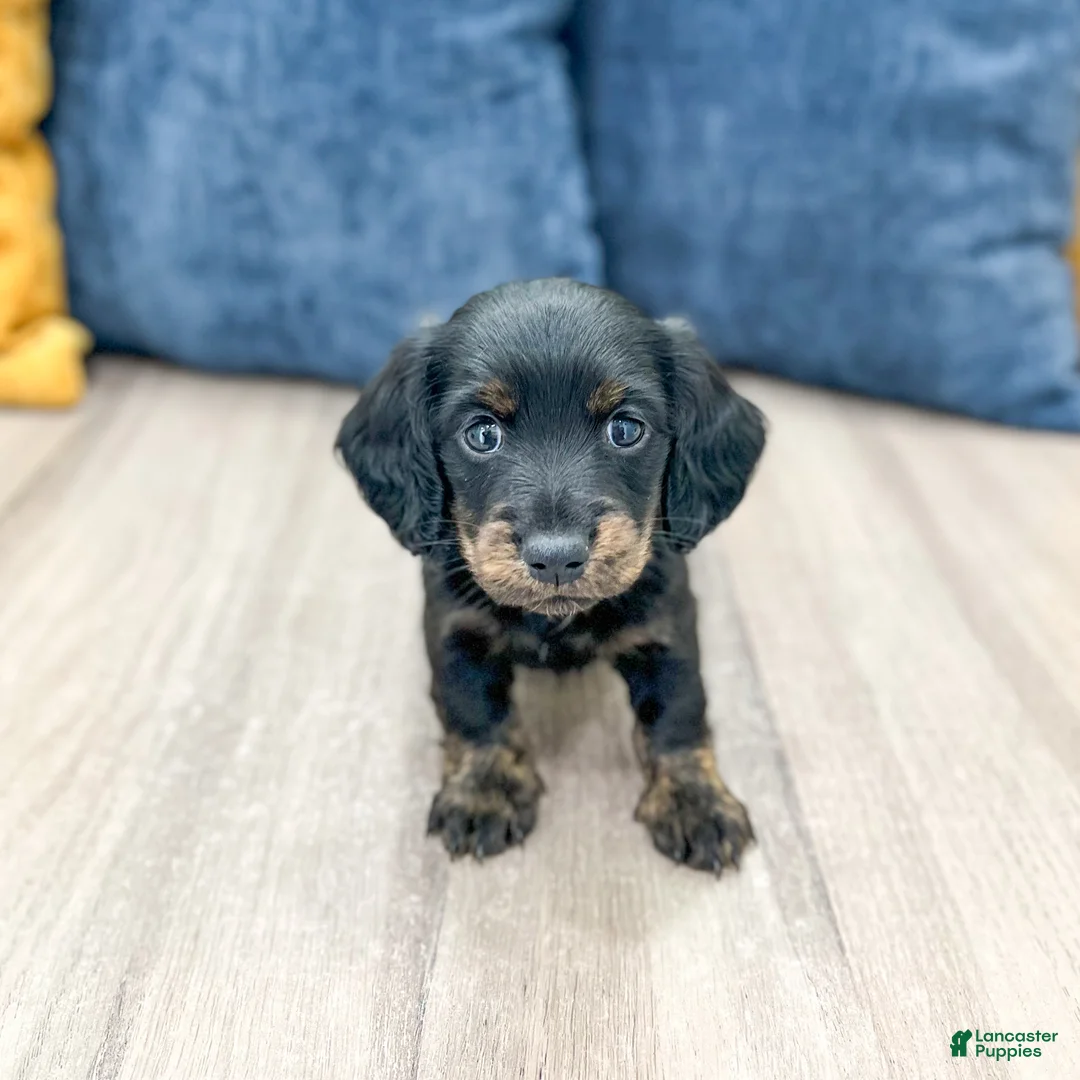 Miniature Dachshund dogs for sale: Jack - Ad 1