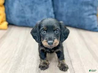 Miniature Dachshund dogs for sale: Jack - Ad 2