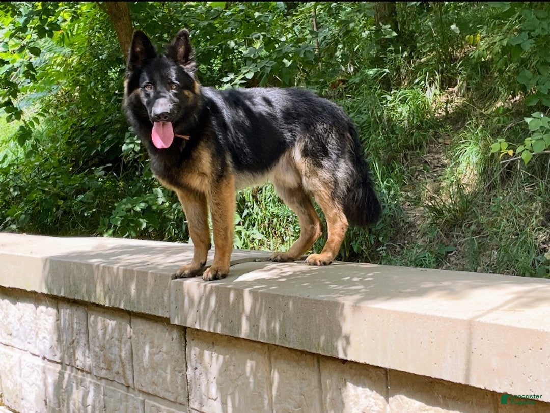 German Shepherd dogs for sale: ♥️SWEET DEZARAY ♥️ - Ad 8