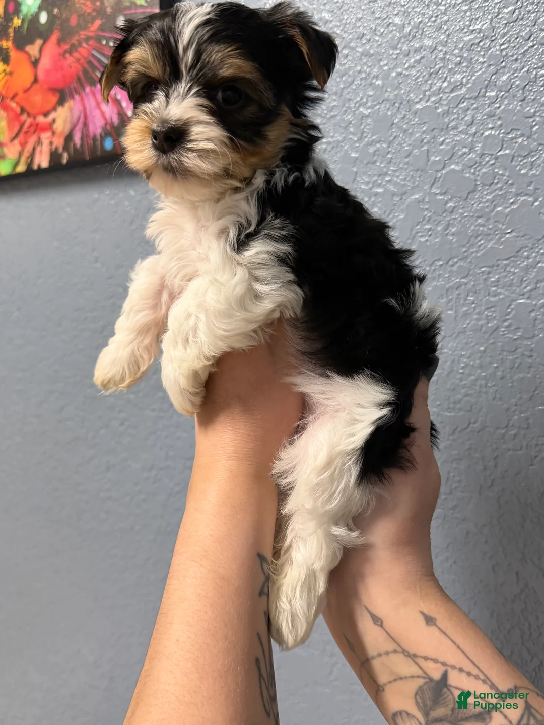 Yorkshire Terrier dogs for sale: Rex - Ad 2