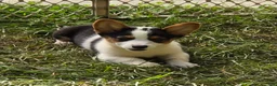Welsh Corgi Pembroke dogs for sale: Oreo girl  - Ad 13
