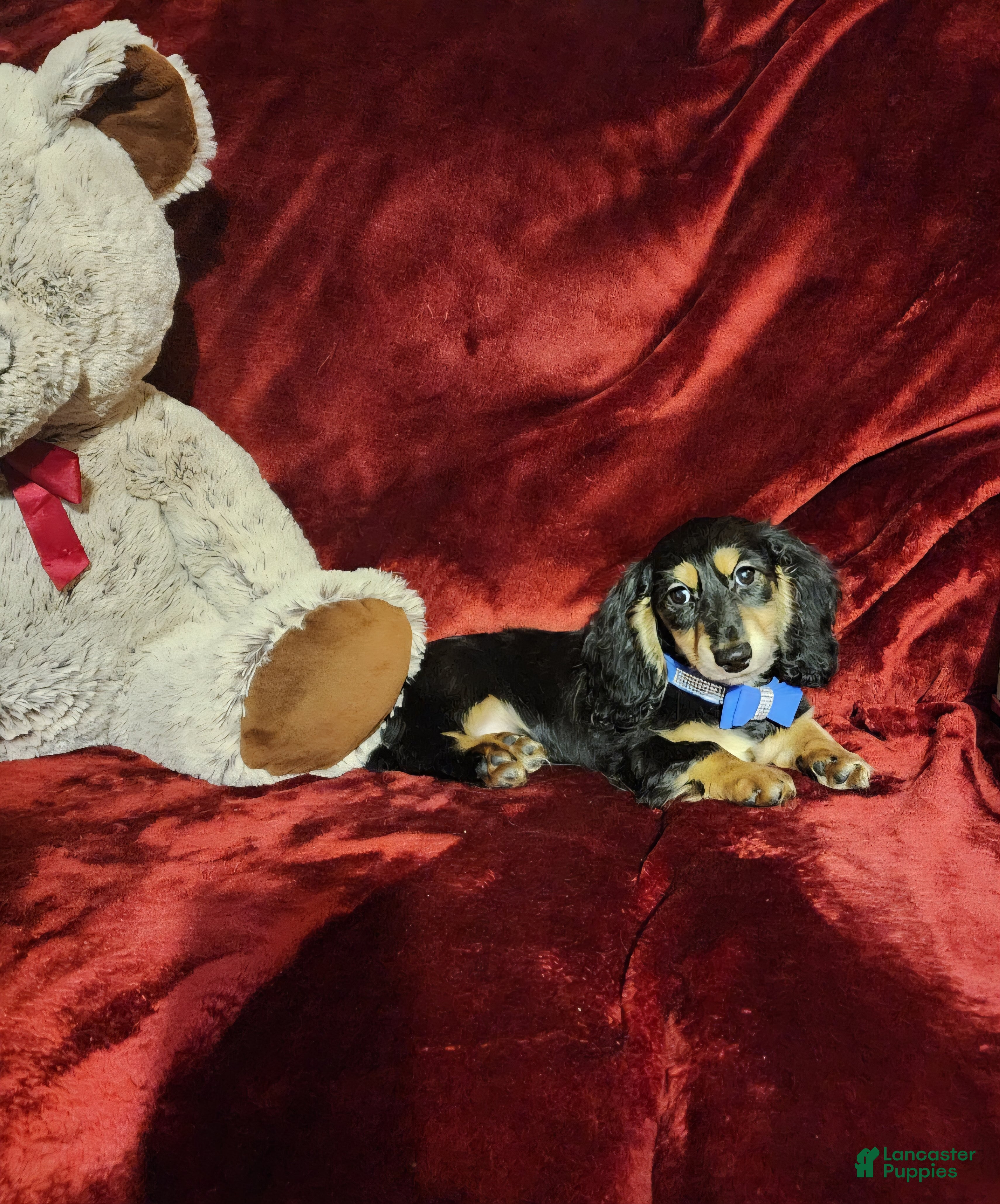 Miniature Dachshund dogs JASPER - Ad 23