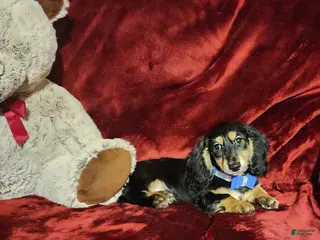 Miniature Dachshund dogs JASPER - Ad 23