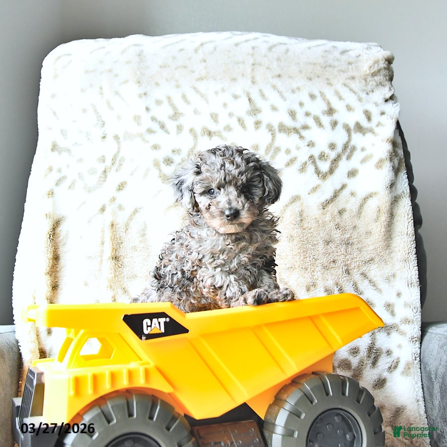 Miniature Poodle dogs Scout - Ad 1