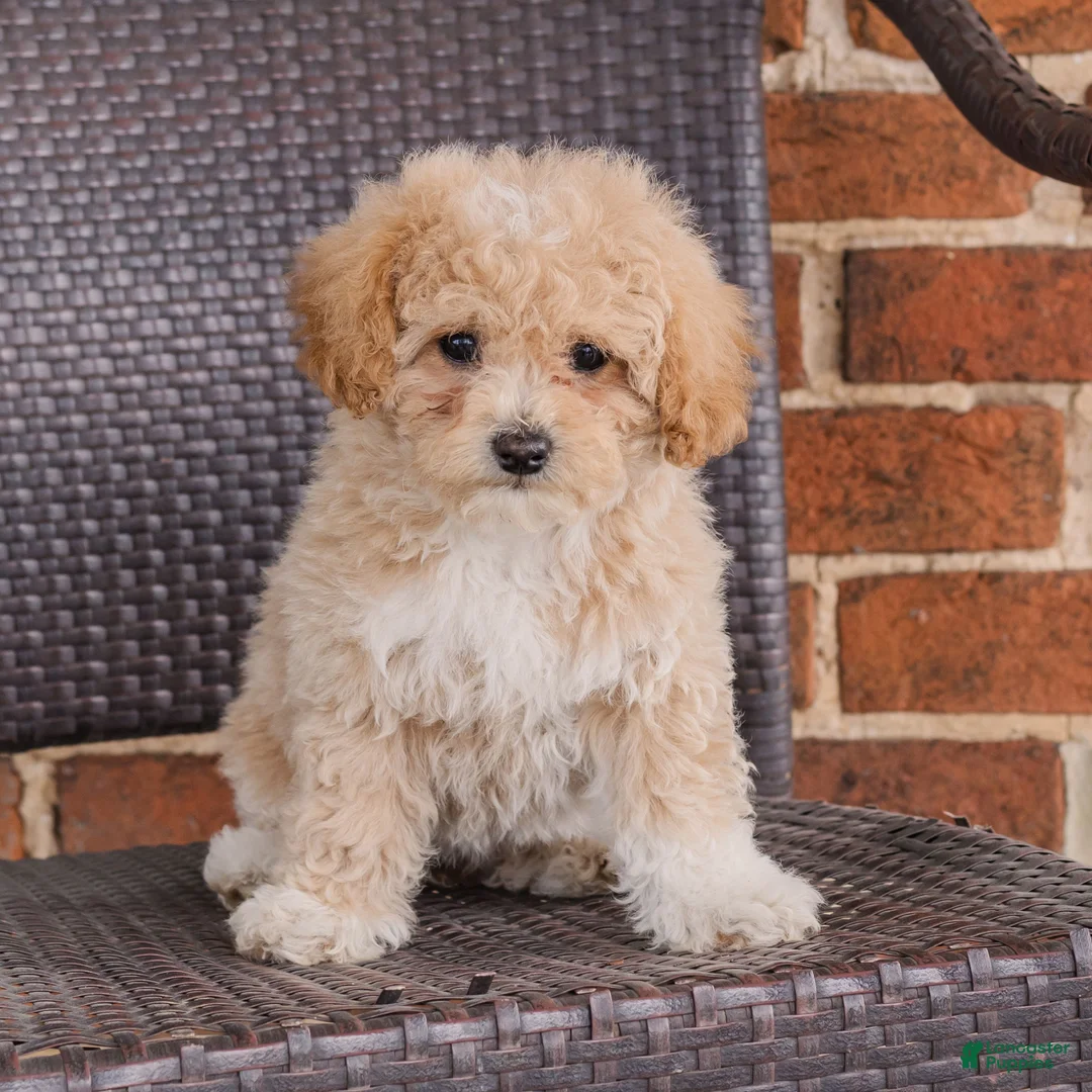 Teddy Bear dogs for sale: Ava  - Ad 1
