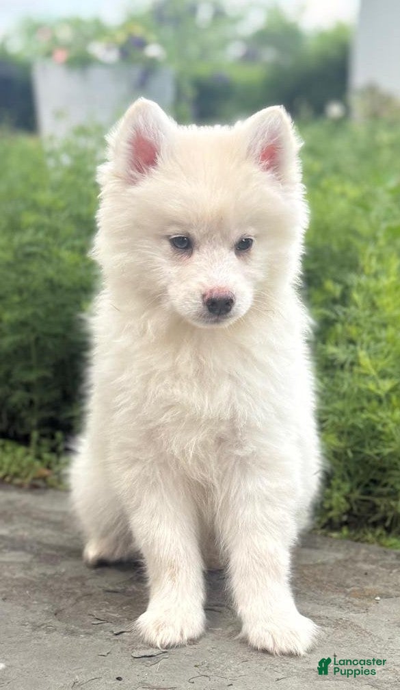 Pomsky dogs Mr Archie - Ad 1