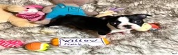 Boston Terrier dogs for sale:  Willow - Ad 4