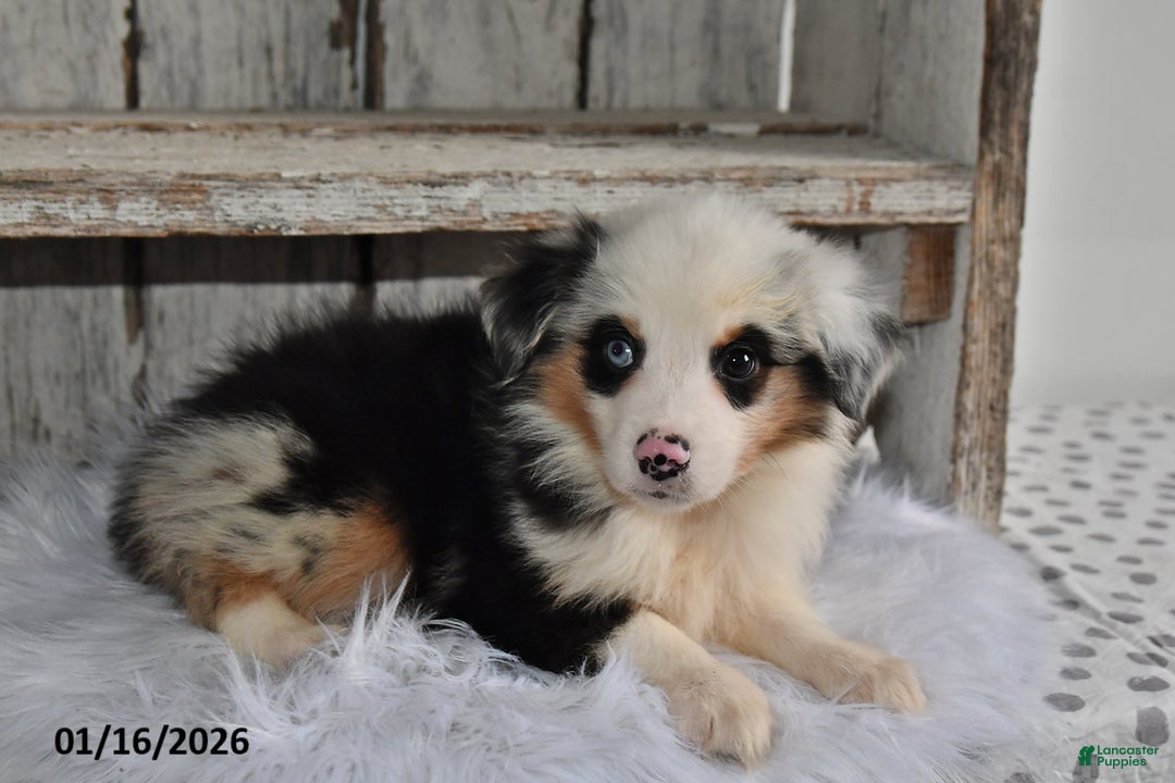 Australian Shepherd dogs for sale: Charlie - Ad 2