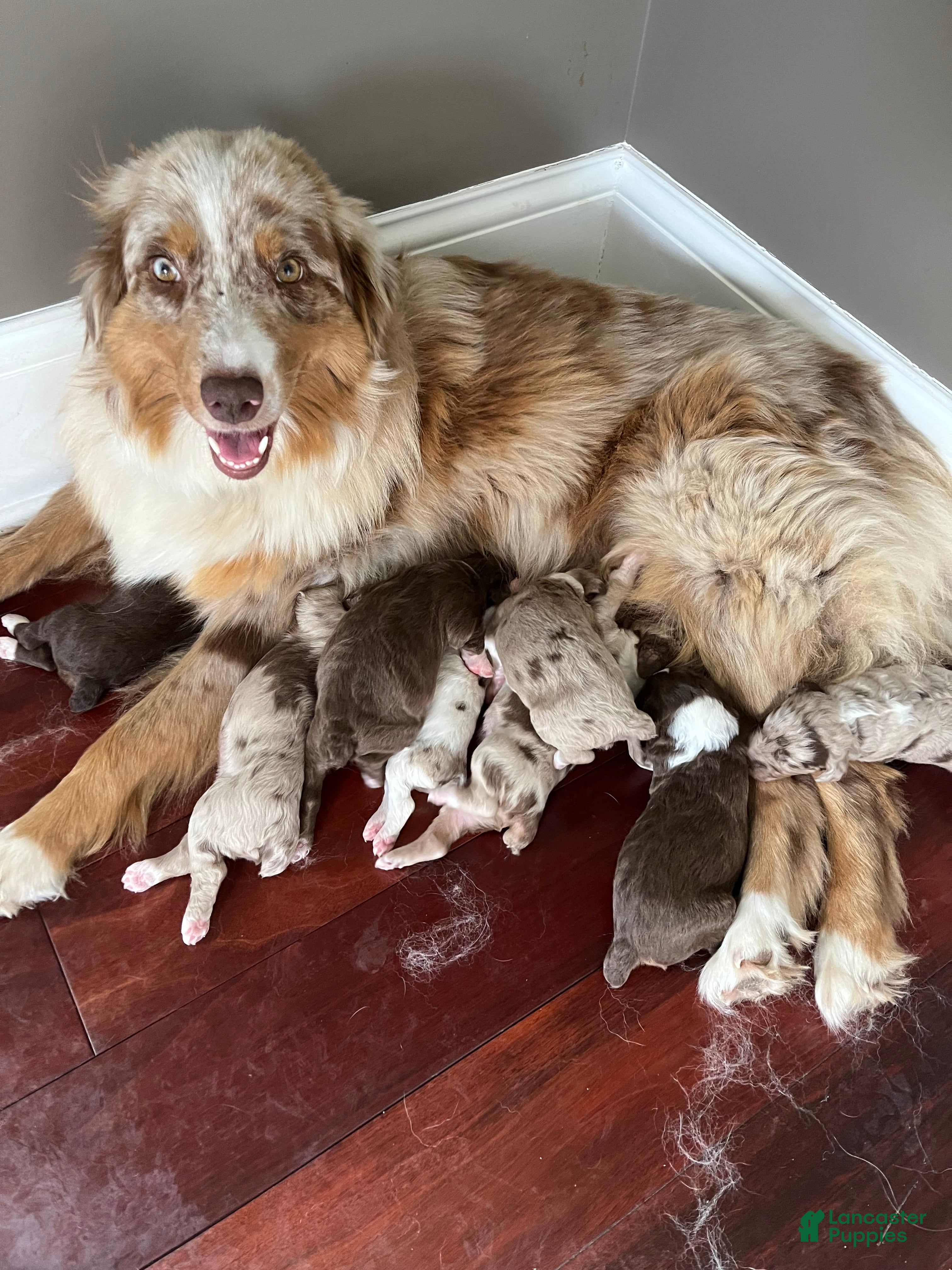 Aussiedoodle dogs TAZZ - Ad 2