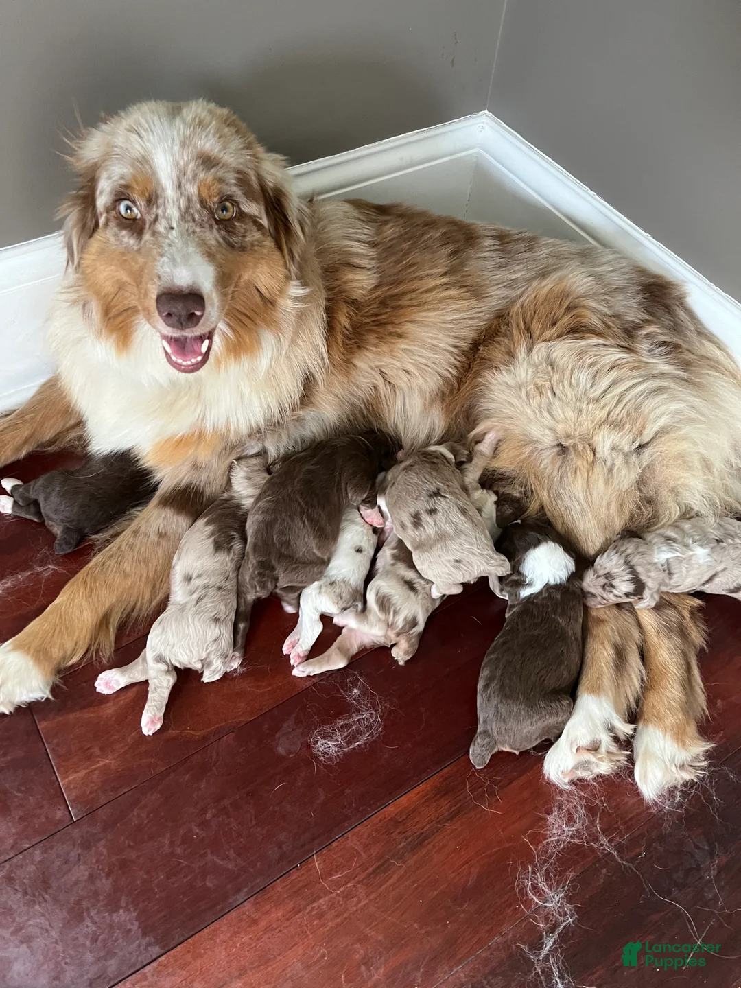 Aussiedoodle dogs for sale: TAZZ - Ad 2