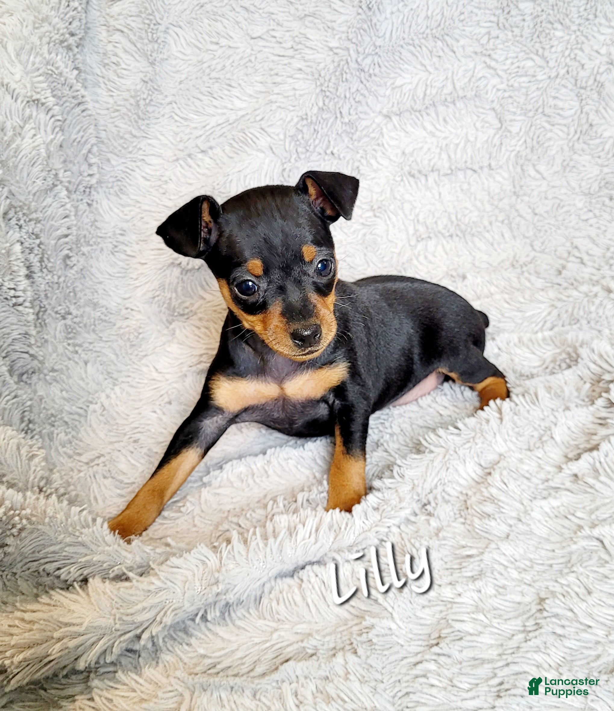 Miniature Pinscher dogs Lilly  - Ad 22