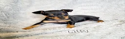 Miniature Pinscher dogs for sale: Lilly  - Ad 1