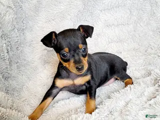 Miniature Pinscher dogs Lilly - Ad 22