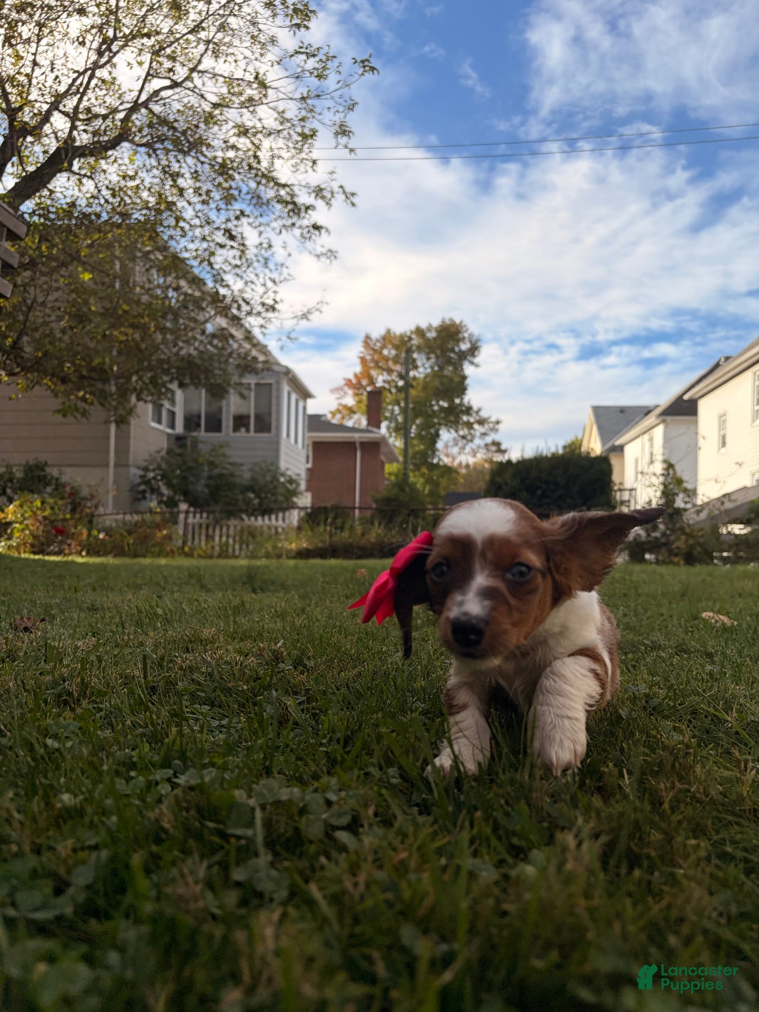 Miniature Dachshund dogs for sale: Hazel - Ad 4