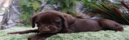 Labrador Retriever dogs for sale: Gunner - Ad 5