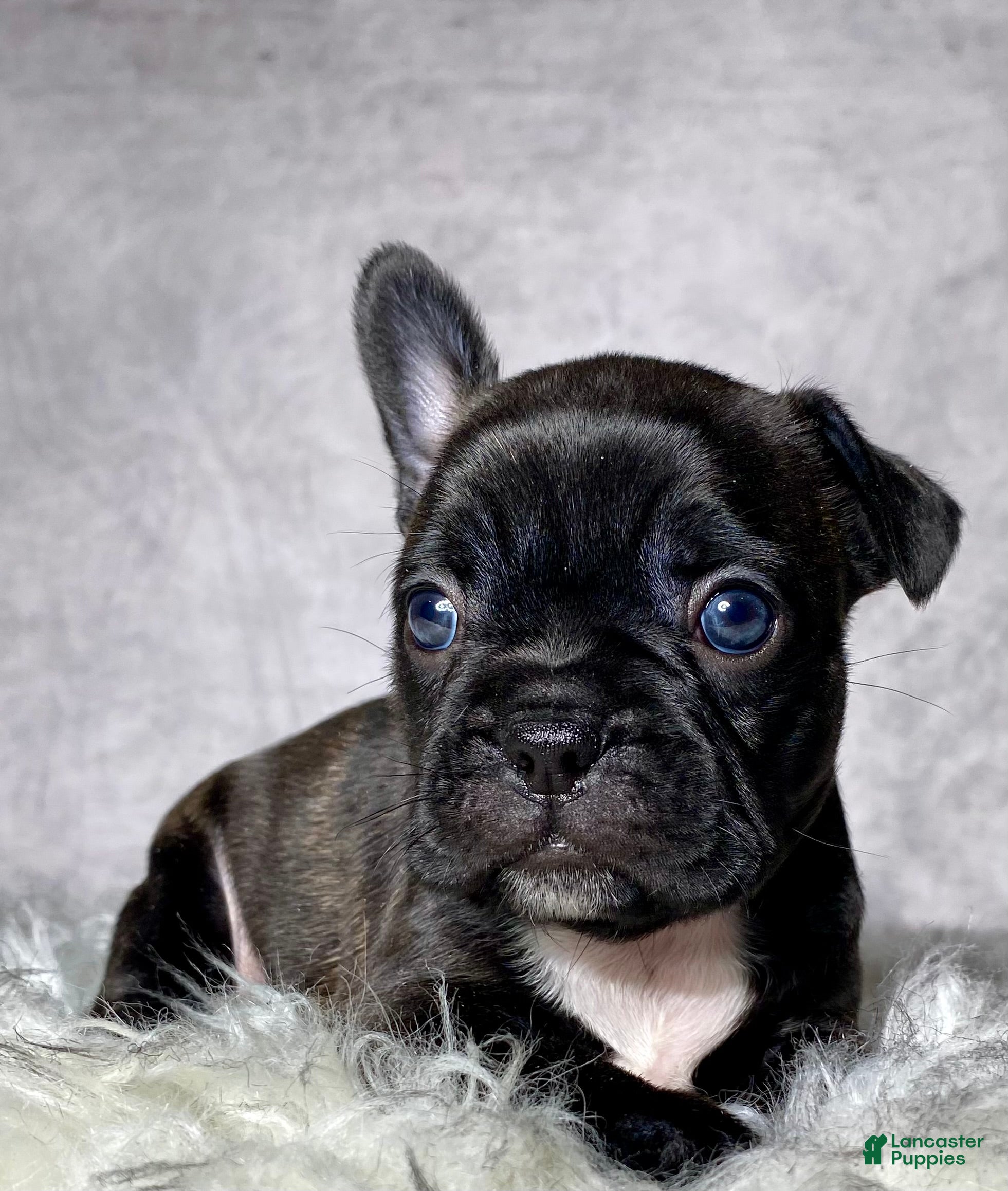 Frenchton dogs Miss Queenie  - Ad 1