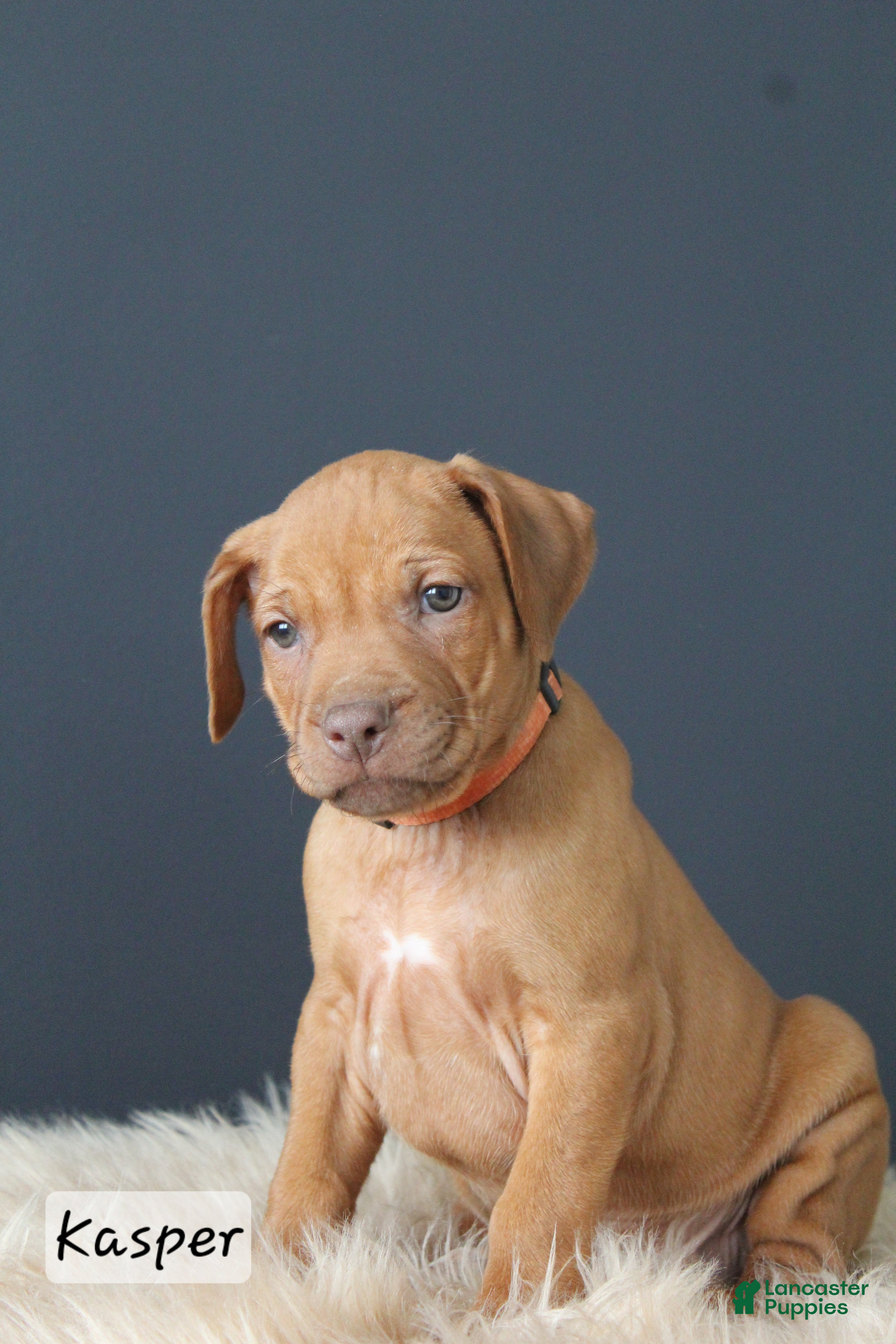 Rhodesian Ridgeback dogs Kasper - Ad 1