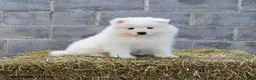 Samoyed dogs for sale: Nordica - Ad 1