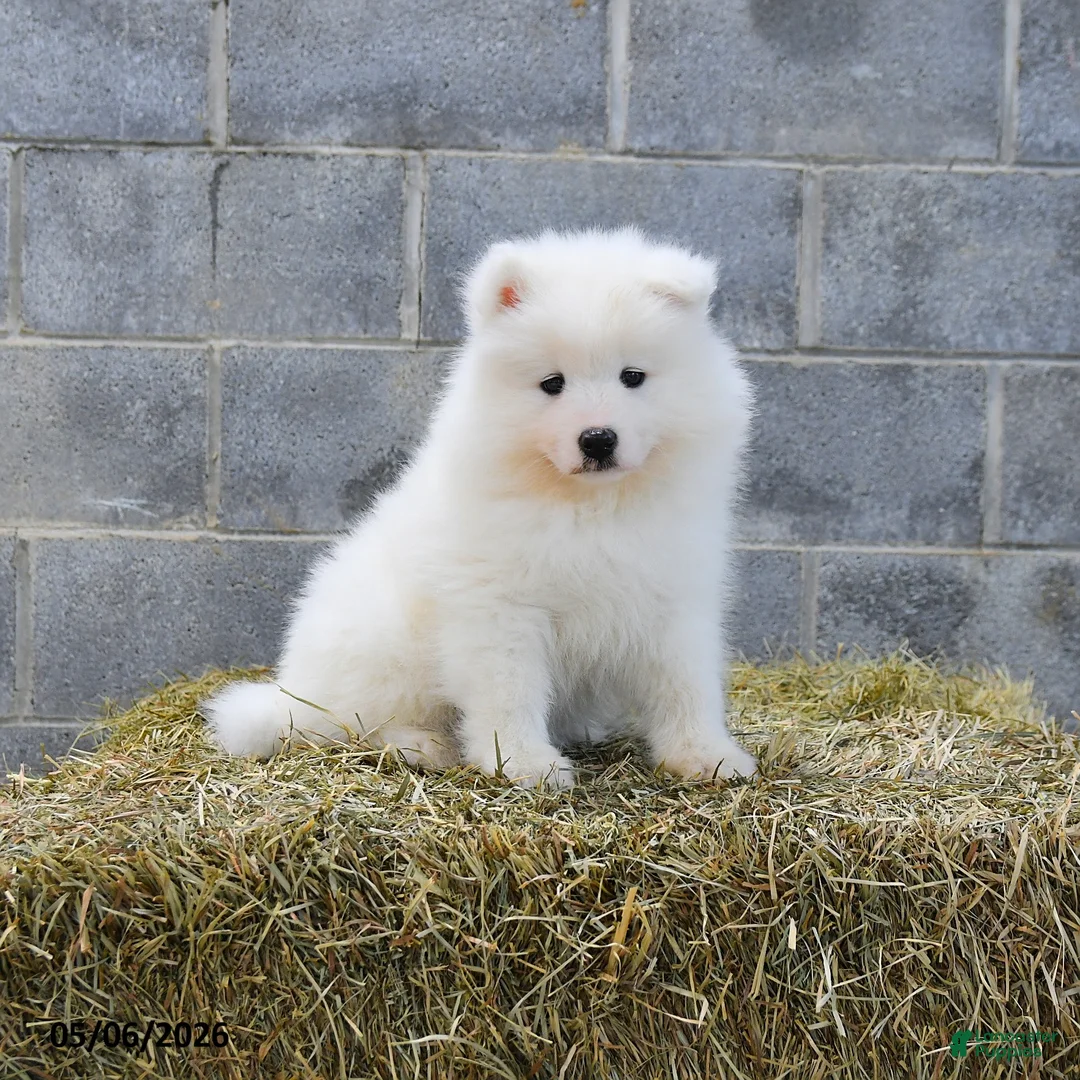 Samoyed dogs for sale: Nordica - Ad 1