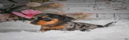 Miniature Dachshund dogs for sale: AKC-Haley - Ad 8