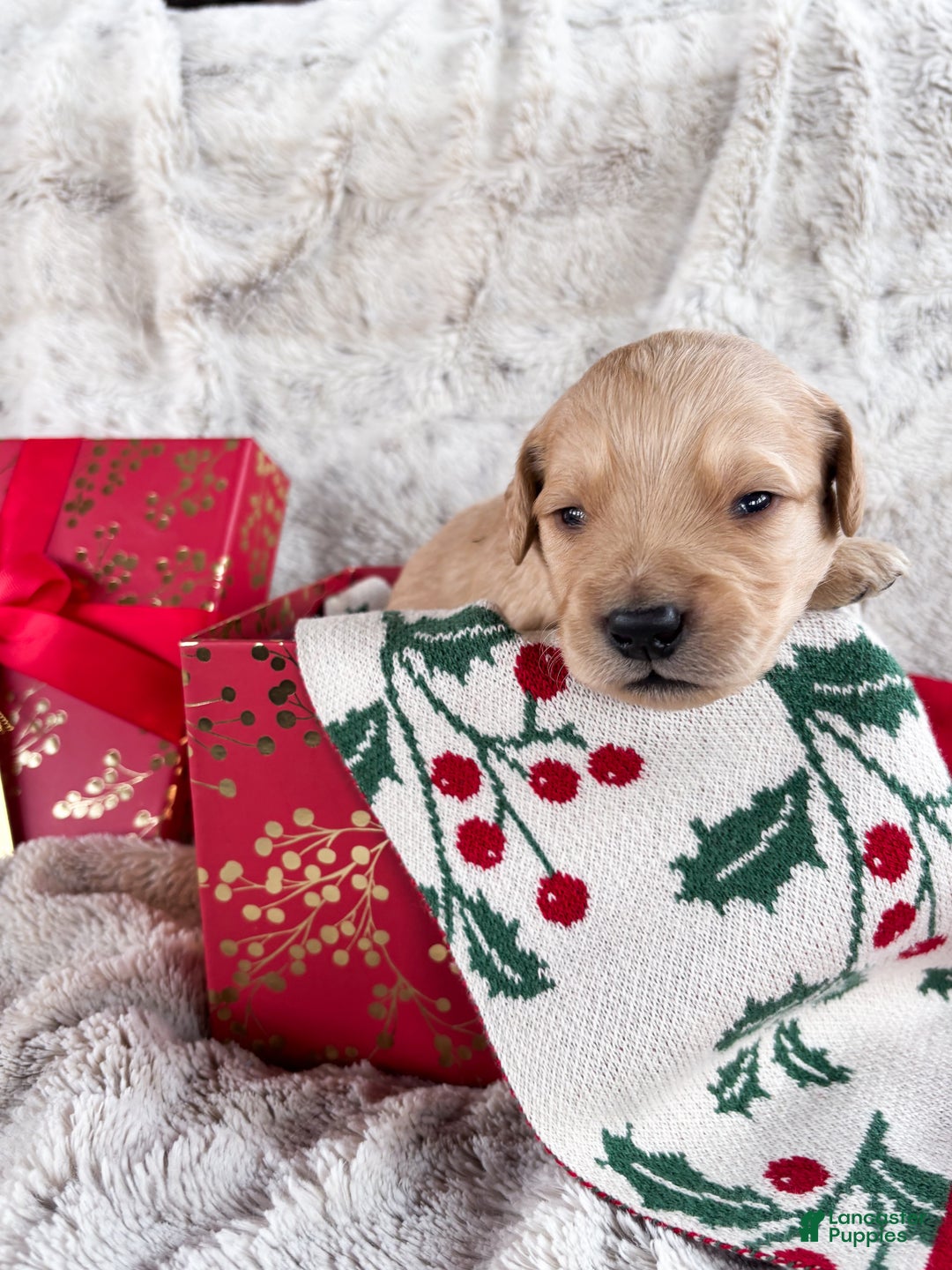 Goldendoodle dogs for sale: Caramel - Ad 5