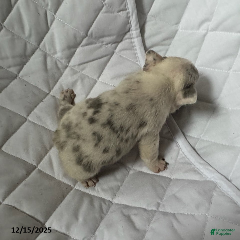 French Bulldog dogs Ashley - Ad 8