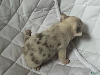 French Bulldog dogs Ashley - Ad 4