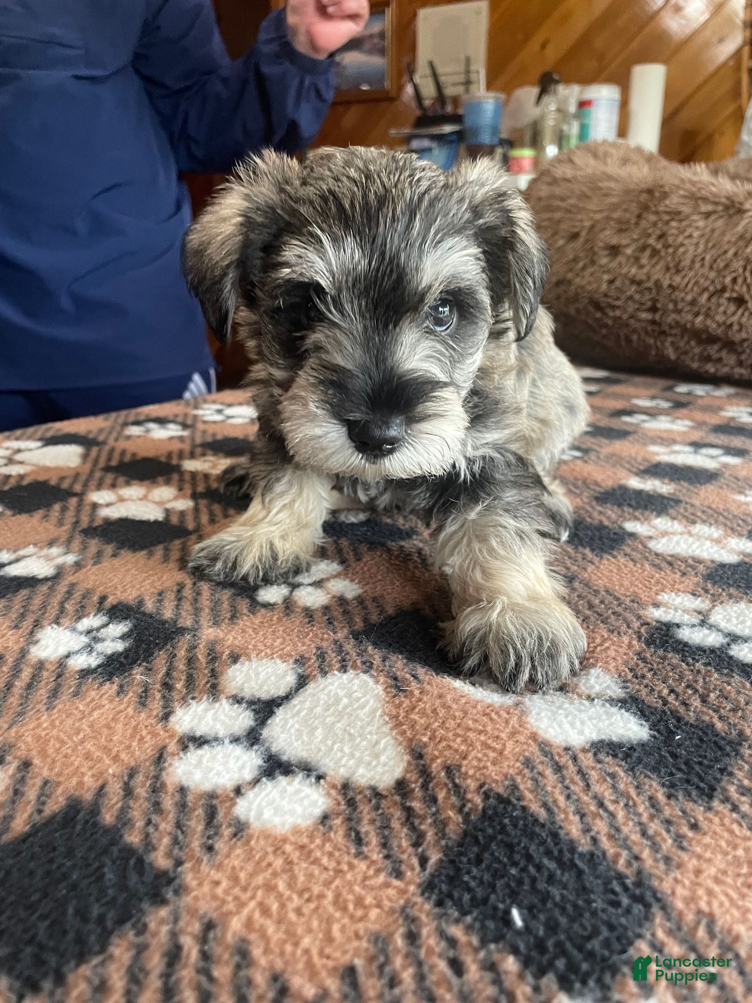 Miniature Schnauzer dogs for sale: Leo - Ad 2