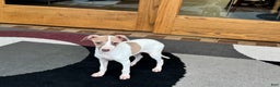Italian Greyhound dogs for sale: Cindy - Ad 5