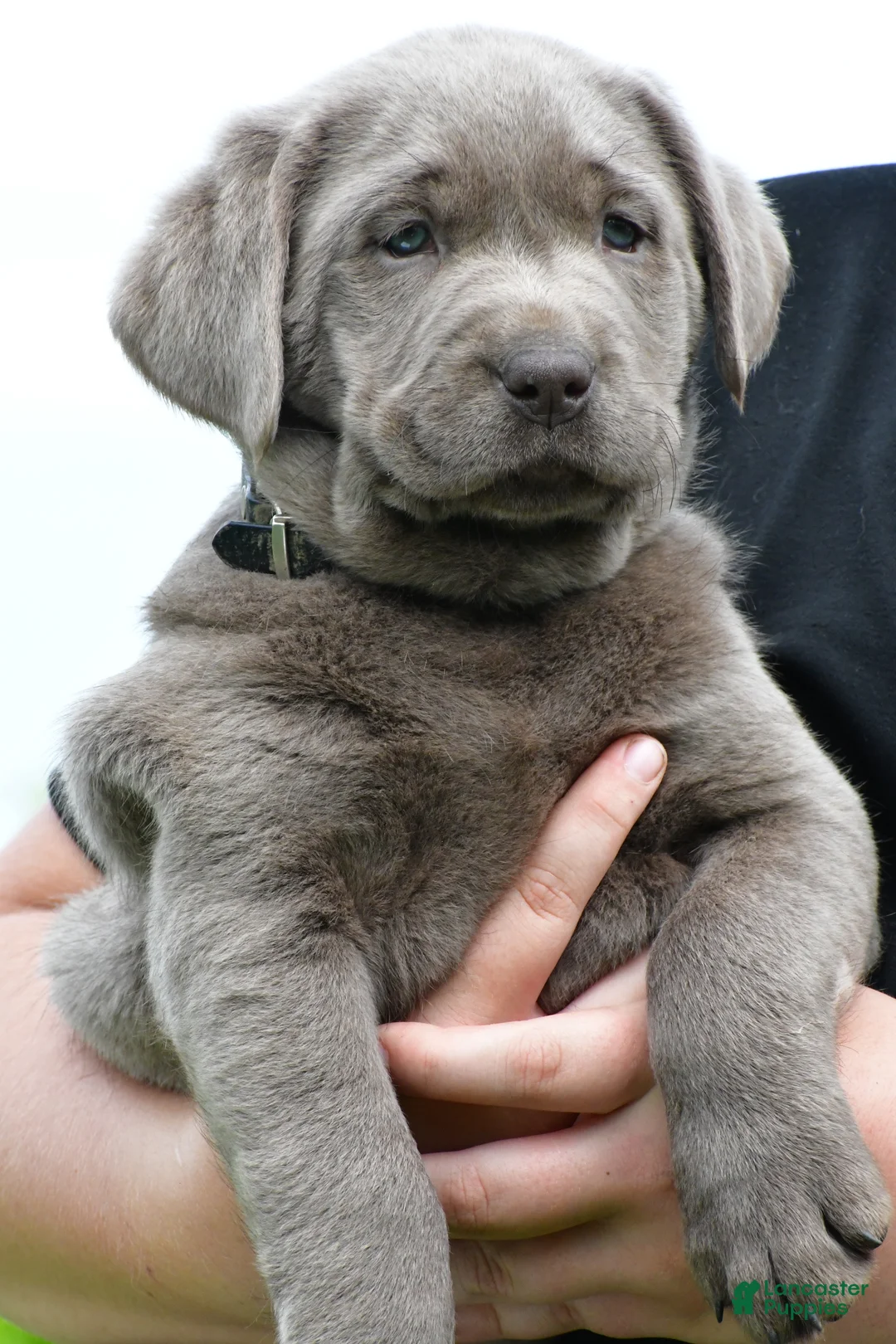 Labrador Retriever dogs for sale: Bella - Ad 2